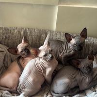 Cuccioli sphynx