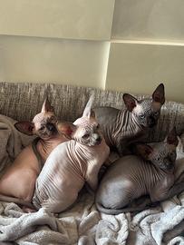 Cuccioli sphynx