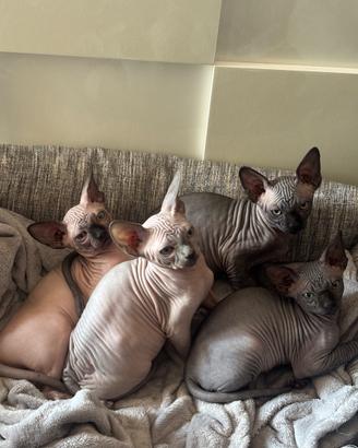 Cuccioli sphynx