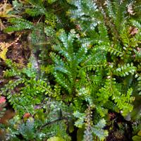 Talee di Selaginella