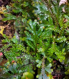 Talee di Selaginella