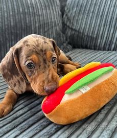 Bassotti toy Kaninchen