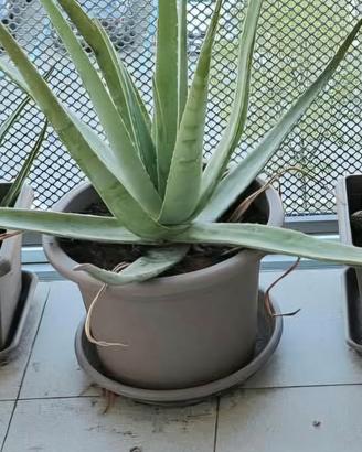 aloe vera