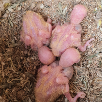 Pappagalli inseparabili da imbecco