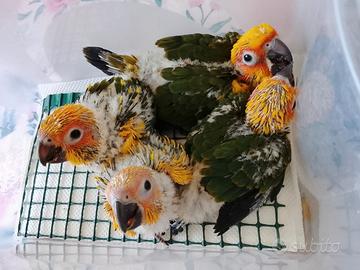Pappagallo conuro