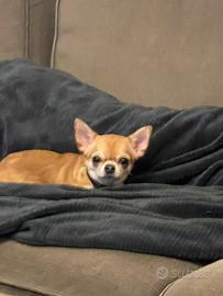 Chihuahua femmina enci
