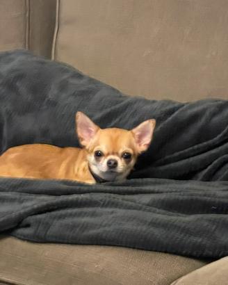 Chihuahua femmina enci