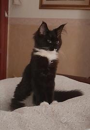 Gatto di Maine coon