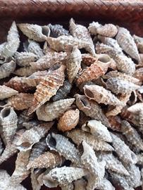 lotto di 60 conchiglie 
