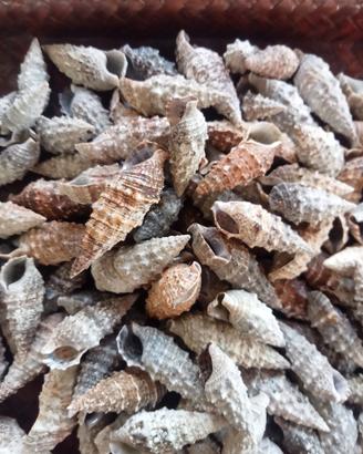 lotto di 60 conchiglie 