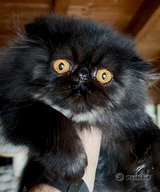 Gatti Persiani Maschio alta genealogia