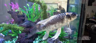 Carpa koi varieta batterfly