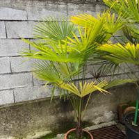 Piante