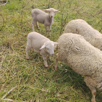 Agnelle e pecore
