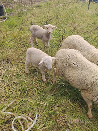 Agnelle e pecore