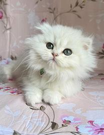 Gattino Scottish Fold maschio