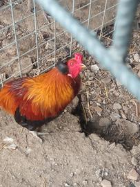 galline araucana 