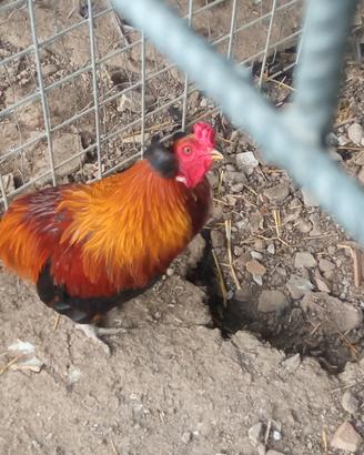 galline araucana 