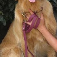 Golden Retriver