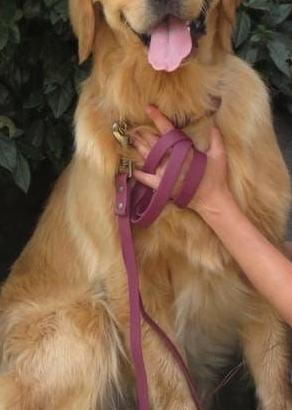 Golden Retriver