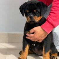 Cuccioli Rottweiler