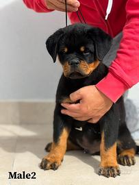 Cuccioli Rottweiler
