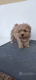 Cuccioli maltipoo