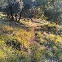 Terreno con uliveto produttivo e rimessa in Sabina