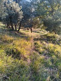 Terreno con uliveto produttivo e rimessa in Sabina