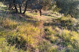 Terreno con uliveto produttivo e rimessa in Sabina