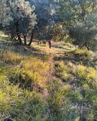 Terreno con uliveto produttivo e rimessa in Sabina