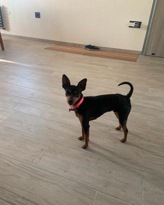 Pinscher toy