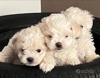 Cuccioli di maltese