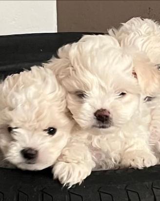 Cuccioli di maltese