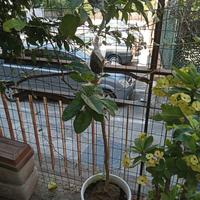 pianta limone rosso