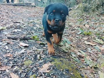Cucciola rottweiler