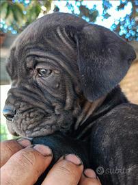 Bandog