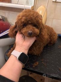 Barboncino Toy rosso