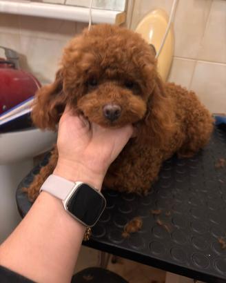 Barboncino Toy rosso