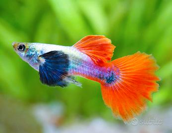 Guppy dumbo red tail