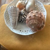 Conchiglie