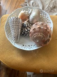 Conchiglie