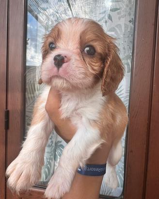 Cavalier King con pedigree Palermo