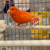 Canarino Rosso ala bianca