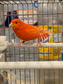 Canarino Rosso ala bianca