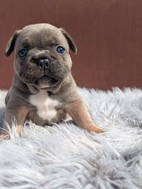Bulldog francesi blu merle