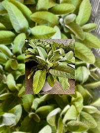 Piante di Salvia