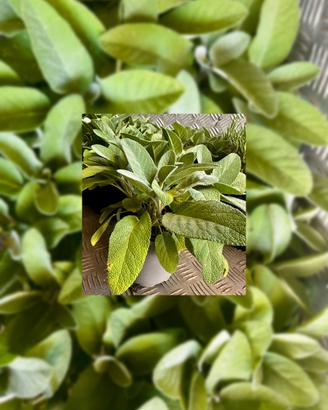 Piante di Salvia