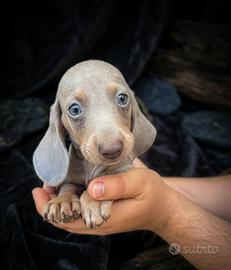 Cuccioli di bassotto isabell