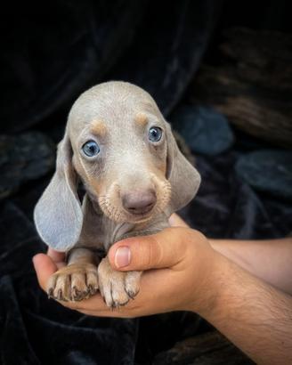 Cuccioli di bassotto isabell